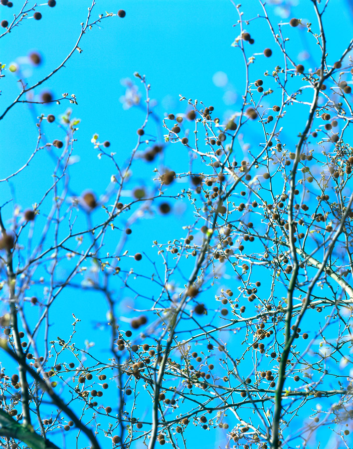 nature morte - 