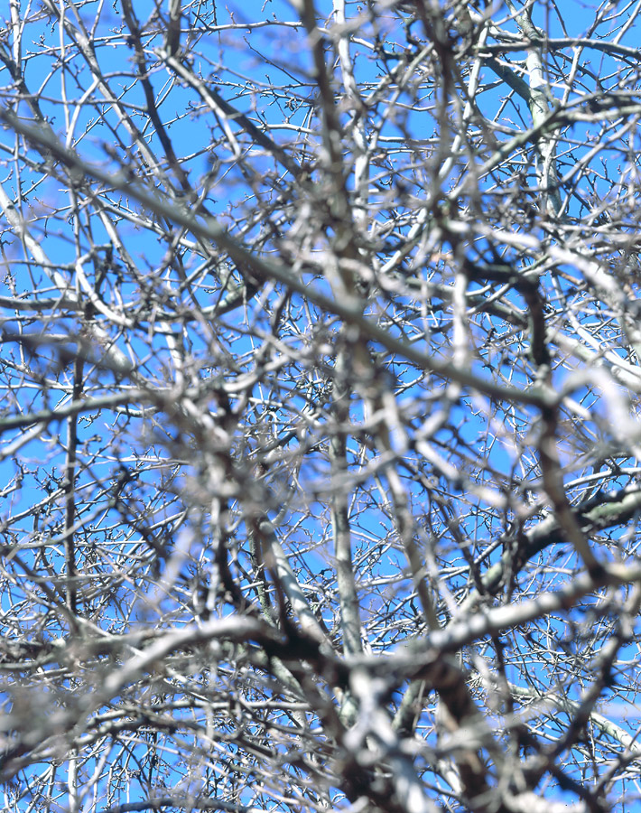 nature morte - 