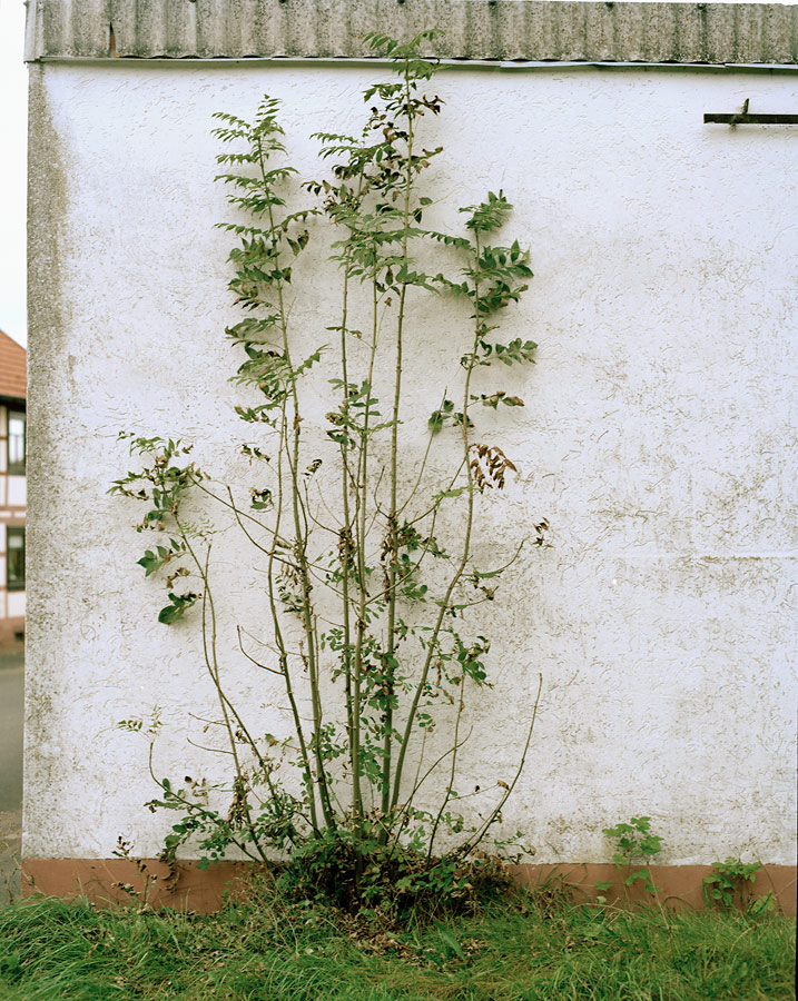 Grüsselbach Life - 